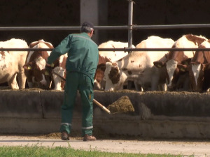 Опстанак једне од најуспешнијих задруга доведен у питање због реституције