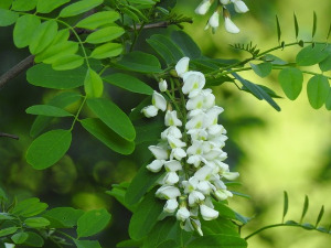  1001 Траг - Кад је цвет’о багрем бели - Зорица Минић 