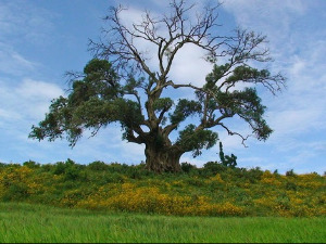  Добро јутро децо - Ватра, вода, истина и лаж 