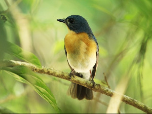  Добро јутро децо - Како су птице спасиле шуму 