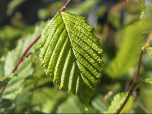 Свирај свирче