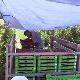 Добра година за бојничке малинаре