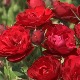 Краљица цвећа у поморавском крају