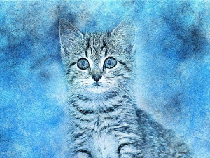  Добро јутро децо - Плави мачак 