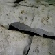 Пећина из 9. века украшена отисцима дланова мајанске деце