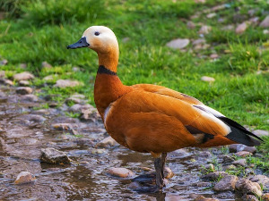  Добро јутро децо - Брбљиви поток 