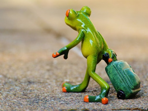  Добро јутро децо - Уметнички живот жапца Софронија 