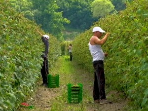 Наћи радника није лако, а наћи доброг је као добитак на лутрији – који огласи су стално отворени