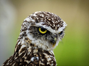  Добро јутро децо - Намћораста сова Софија 