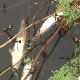 Шта је узрок тровања рибе у Колубари
