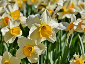  Добро јутро децо - Нарцис и Нарциса 