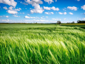  1001 Траг - Дуни ветре са банатске стране - Милан Прунић 