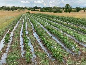 СНВ пружа подршку руралном развоју и опстанку Срба у книнском крају