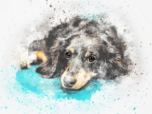  Добро јутро децо - Дотеривање 