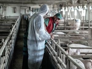 Недимовић: По сваку цену бранимо Мачву, Срем и Јужну Бачку од свињске куге