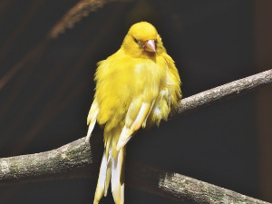  Добро јутро децо - Канаринац писмоноша 