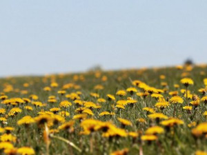  Добро јутро децо - Маслачак спава 