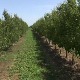 Уз субвенције и вредан рад у Срему се може живети од пољопривреде
