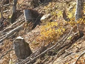 Инцидент код административне линије са КиМ - крали дрва, пуцали у ваздух и пустили псе на војну патролу
