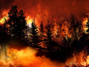 Шта знамо о шумским пожарима?
