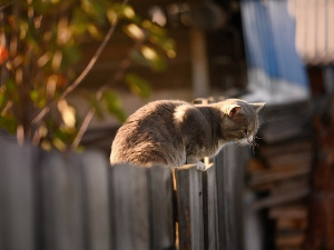  Добро јутро децо - Чика Брана 