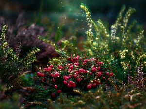  Добро јутро децо - Пашканат 