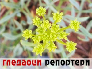 Гледаоци репортери (18. август 2021)