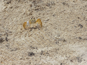  Добро јутро децо - Рак Радован 