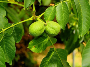  1001 Траг - Ај зелен орах, па се посавио - Миодраг Миле Богдановић 