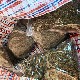 Ухапшен са три килограма марихуане у Новом Саду, током привођења повредио полицајце
