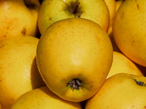 Од злата јабука