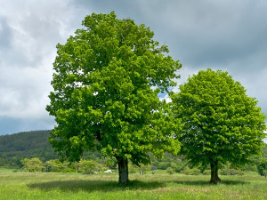 Религија дрвећа 