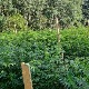 Откривен засад од око 500 стабљика индијске конопље код Аранђеловца