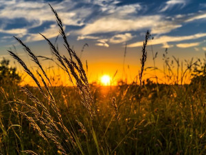 1001 Траг - Уморно је злато моје - Предраг Гојковић Цуне 