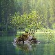 Форконтумац, панчевачки карантин