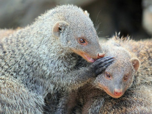 Добро јутро децо: Тужибабе