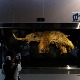 За „васкрсавање“ изумрлог рунастог мамута сакупљено 15 милиона долара