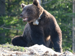 Мрки медвед