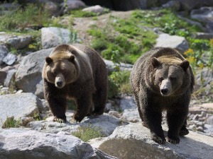 Зашто вукови у Јелоустоуну гризу задњице гризлија