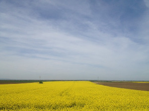 	Фолдер Србија: Брана Црнчевић 
