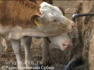 Стиже вода за жедну стоку на Сувој планини