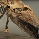 У Египту пронађени остаци кита који је имао четири ноге