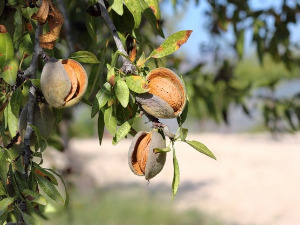 1001 Траг - Покрај Саве бадем дрво расте - Гордана Стојићевић 
