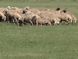 Овчарство трпи без славља и сватова, где се крије разлог за весеље