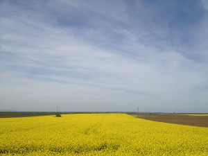 	Фолдер Србија: Смедерево