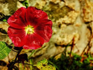  1001 Траг - Косовски божурови - Јордан Николић 