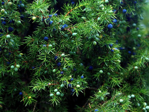  Добро јутро децо: Аца и распевани жбун 