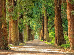 Добро јутро децо: Одред шумске чистоће