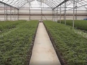 Реаговање на тврдње Предрага Колувије