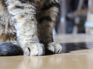 	Добро јутро децо: Мачак у папучи